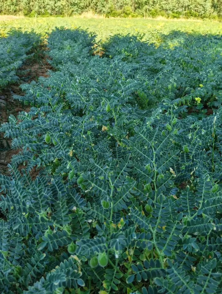 Chickpea field in full growth, green pods still on the plant